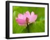 Perry's Water Garden, Lotus Blossom, Franklin, North Carolina, USA-Joanne Wells-Framed Premium Photographic Print