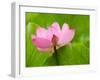 Perry's Water Garden, Lotus Blossom, Franklin, North Carolina, USA-Joanne Wells-Framed Premium Photographic Print