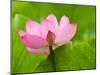 Perry's Water Garden, Lotus Blossom, Franklin, North Carolina, USA-Joanne Wells-Mounted Premium Photographic Print