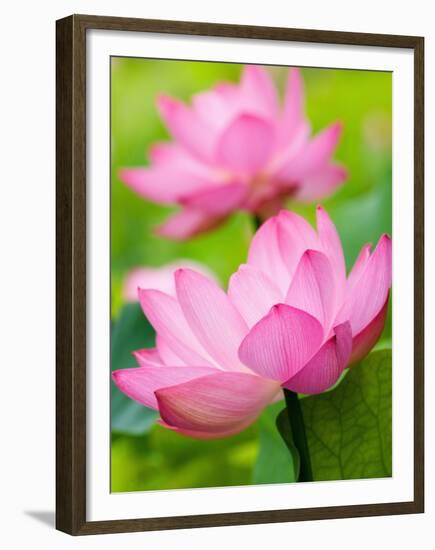 Perry's Water Garden, Lotus Blossom, Franklin, North Carolina, USA-Joanne Wells-Framed Premium Photographic Print