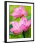 Perry's Water Garden, Lotus Blossom, Franklin, North Carolina, USA-Joanne Wells-Framed Premium Photographic Print