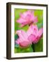 Perry's Water Garden, Lotus Blossom, Franklin, North Carolina, USA-Joanne Wells-Framed Photographic Print