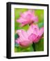 Perry's Water Garden, Lotus Blossom, Franklin, North Carolina, USA-Joanne Wells-Framed Photographic Print