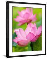 Perry's Water Garden, Lotus Blossom, Franklin, North Carolina, USA-Joanne Wells-Framed Photographic Print