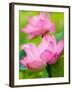 Perry's Water Garden, Lotus Blossom, Franklin, North Carolina, USA-Joanne Wells-Framed Photographic Print