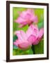 Perry's Water Garden, Lotus Blossom, Franklin, North Carolina, USA-Joanne Wells-Framed Photographic Print