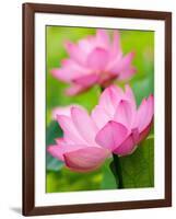 Perry's Water Garden, Lotus Blossom, Franklin, North Carolina, USA-Joanne Wells-Framed Photographic Print