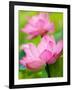 Perry's Water Garden, Lotus Blossom, Franklin, North Carolina, USA-Joanne Wells-Framed Photographic Print