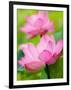 Perry's Water Garden, Lotus Blossom, Franklin, North Carolina, USA-Joanne Wells-Framed Photographic Print