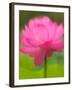 Perry's Water Garden, Lotus Blossom, Franklin, North Carolina, USA-Joanne Wells-Framed Premium Photographic Print