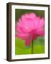 Perry's Water Garden, Lotus Blossom, Franklin, North Carolina, USA-Joanne Wells-Framed Photographic Print