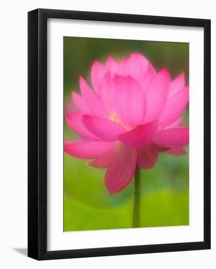 Perry's Water Garden, Lotus Blossom, Franklin, North Carolina, USA-Joanne Wells-Framed Photographic Print