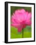 Perry's Water Garden, Lotus Blossom, Franklin, North Carolina, USA-Joanne Wells-Framed Photographic Print