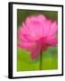 Perry's Water Garden, Lotus Blossom, Franklin, North Carolina, USA-Joanne Wells-Framed Photographic Print