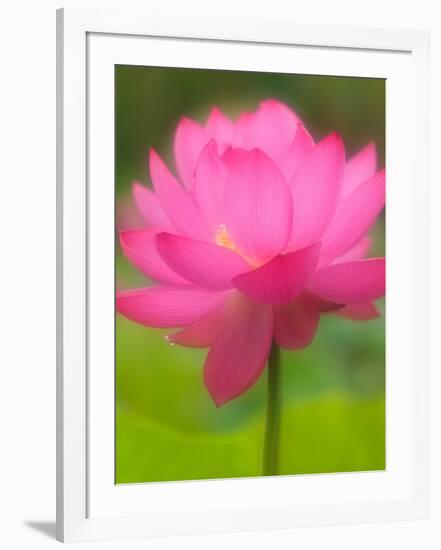 Perry's Water Garden, Lotus Blossom, Franklin, North Carolina, USA-Joanne Wells-Framed Photographic Print