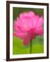 Perry's Water Garden, Lotus Blossom, Franklin, North Carolina, USA-Joanne Wells-Framed Photographic Print