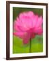 Perry's Water Garden, Lotus Blossom, Franklin, North Carolina, USA-Joanne Wells-Framed Photographic Print