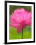 Perry's Water Garden, Lotus Blossom, Franklin, North Carolina, USA-Joanne Wells-Framed Photographic Print