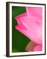 Perry's Water Garden, Lotus Blossom, Franklin, North Carolina, USA-Joanne Wells-Framed Premium Photographic Print