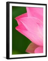 Perry's Water Garden, Lotus Blossom, Franklin, North Carolina, USA-Joanne Wells-Framed Premium Photographic Print