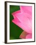 Perry's Water Garden, Lotus Blossom, Franklin, North Carolina, USA-Joanne Wells-Framed Premium Photographic Print