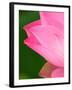 Perry's Water Garden, Lotus Blossom, Franklin, North Carolina, USA-Joanne Wells-Framed Premium Photographic Print