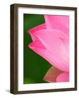 Perry's Water Garden, Lotus Blossom, Franklin, North Carolina, USA-Joanne Wells-Framed Photographic Print