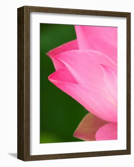 Perry's Water Garden, Lotus Blossom, Franklin, North Carolina, USA-Joanne Wells-Framed Photographic Print