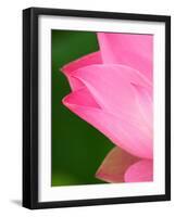 Perry's Water Garden, Lotus Blossom, Franklin, North Carolina, USA-Joanne Wells-Framed Photographic Print