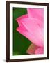 Perry's Water Garden, Lotus Blossom, Franklin, North Carolina, USA-Joanne Wells-Framed Photographic Print