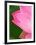 Perry's Water Garden, Lotus Blossom, Franklin, North Carolina, USA-Joanne Wells-Framed Photographic Print