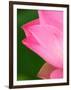 Perry's Water Garden, Lotus Blossom, Franklin, North Carolina, USA-Joanne Wells-Framed Photographic Print