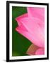 Perry's Water Garden, Lotus Blossom, Franklin, North Carolina, USA-Joanne Wells-Framed Photographic Print