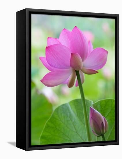 Perry's Water Garden, Lotus Blossom, Franklin, North Carolina, USA-Joanne Wells-Framed Stretched Canvas