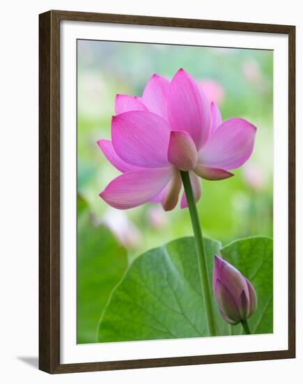 Perry's Water Garden, Lotus Blossom, Franklin, North Carolina, USA-Joanne Wells-Framed Premium Photographic Print