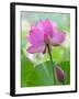 Perry's Water Garden, Lotus Blossom, Franklin, North Carolina, USA-Joanne Wells-Framed Premium Photographic Print