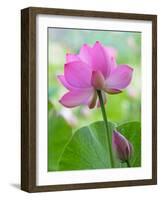 Perry's Water Garden, Lotus Blossom, Franklin, North Carolina, USA-Joanne Wells-Framed Photographic Print