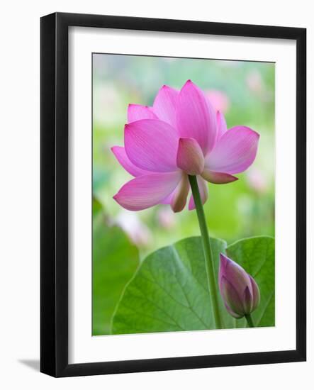 Perry's Water Garden, Lotus Blossom, Franklin, North Carolina, USA-Joanne Wells-Framed Photographic Print