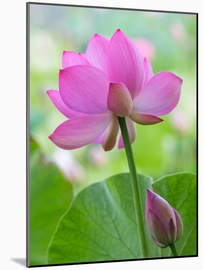 Perry's Water Garden, Lotus Blossom, Franklin, North Carolina, USA-Joanne Wells-Mounted Photographic Print