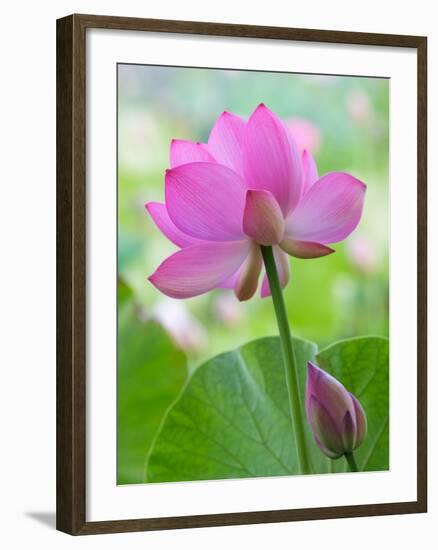 Perry's Water Garden, Lotus Blossom, Franklin, North Carolina, USA-Joanne Wells-Framed Photographic Print