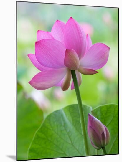 Perry's Water Garden, Lotus Blossom, Franklin, North Carolina, USA-Joanne Wells-Mounted Photographic Print