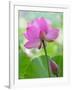 Perry's Water Garden, Lotus Blossom, Franklin, North Carolina, USA-Joanne Wells-Framed Photographic Print