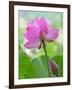 Perry's Water Garden, Lotus Blossom, Franklin, North Carolina, USA-Joanne Wells-Framed Photographic Print