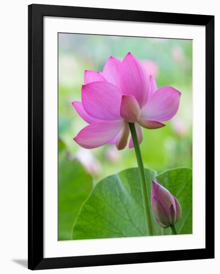 Perry's Water Garden, Lotus Blossom, Franklin, North Carolina, USA-Joanne Wells-Framed Photographic Print