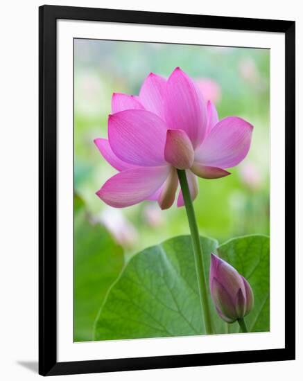 Perry's Water Garden, Lotus Blossom, Franklin, North Carolina, USA-Joanne Wells-Framed Photographic Print