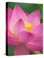 Perry's Water Garden, Lotus Blossom, Franklin, North Carolina, USA-Joanne Wells-Stretched Canvas