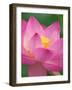 Perry's Water Garden, Lotus Blossom, Franklin, North Carolina, USA-Joanne Wells-Framed Photographic Print