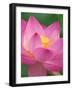 Perry's Water Garden, Lotus Blossom, Franklin, North Carolina, USA-Joanne Wells-Framed Photographic Print