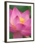 Perry's Water Garden, Lotus Blossom, Franklin, North Carolina, USA-Joanne Wells-Framed Photographic Print