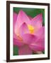 Perry's Water Garden, Lotus Blossom, Franklin, North Carolina, USA-Joanne Wells-Framed Photographic Print